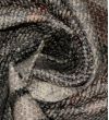 Жаккард Gucci з абстрактним малюнком Жаккард Gucci з абстрактним малюнком
